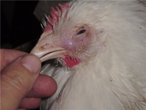 Kana valk liigeste raviks Arthroosi liigeste ravi tuvirakkudega
