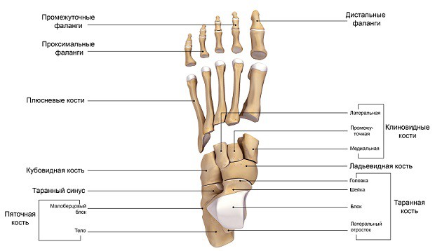 Valutab kuunarnuki liigese ja keskmise sorme Terav valu koigis liigestes