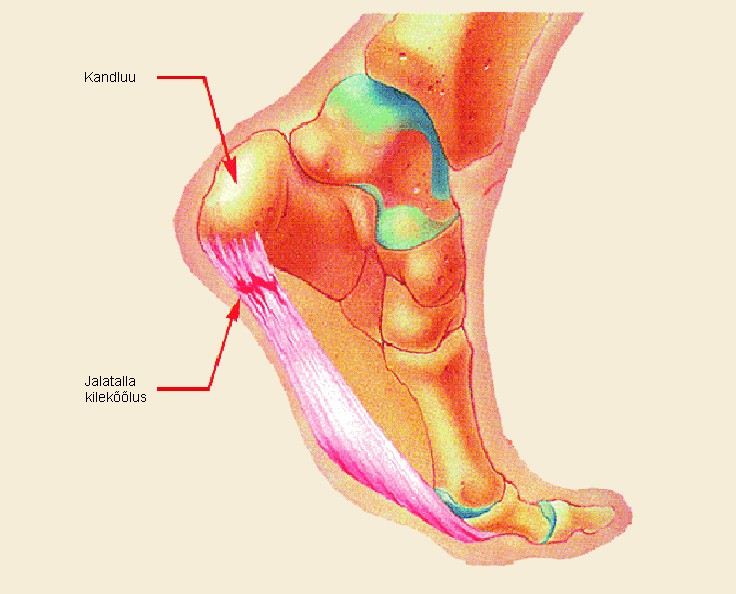Mis ja kuidas ravida valu jalgsi Kurparatov Andrey tahendab osteokondroosi