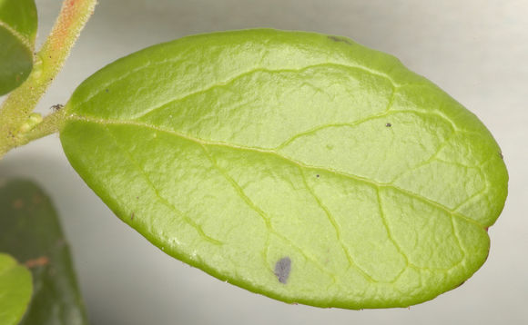Lingonberry leht liigeste raviks Poldi liigesed maksatsirroosiga