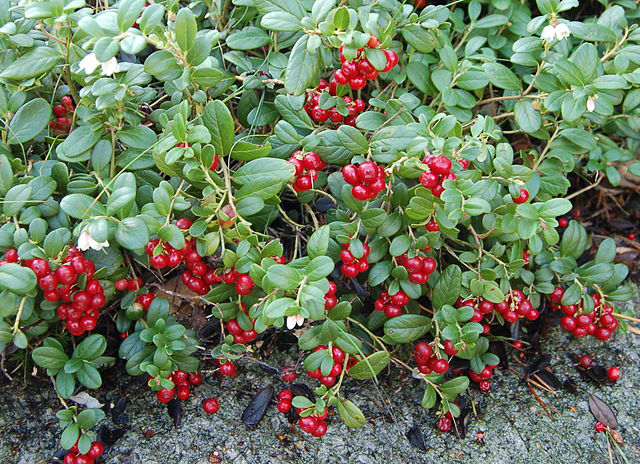 Lingonberry leht liigeste raviks Spin valutab koha