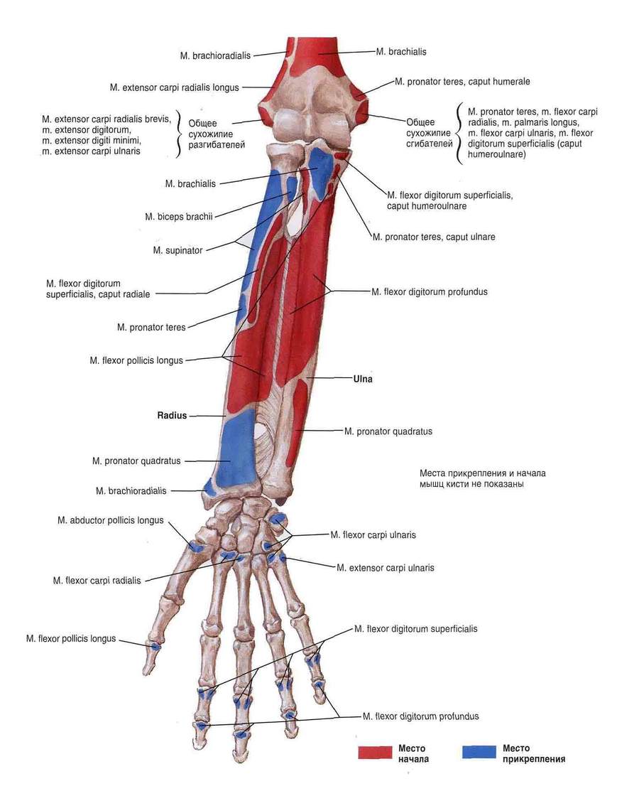 Kaed harjade poidla liigese Artroosi Forep Hand ravi