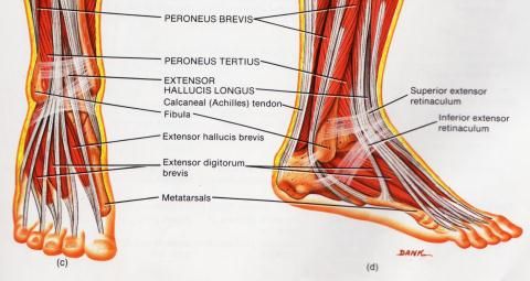 Kuidas ravida valu jala ja polvede jalgade liigestes