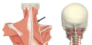 Valu olaliigese juures Thumb liigese ravi vasakul kael